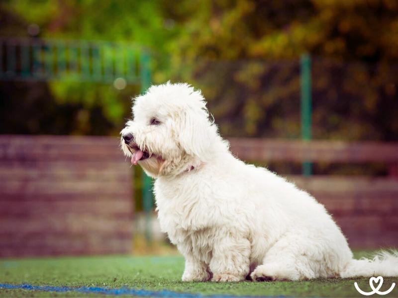 Plemeno-coton-de-tulear (11)